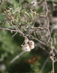 Eriocephalus brevifolius