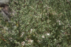 Eriocephalus brevifolius