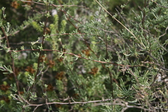 Eriocephalus brevifolius
