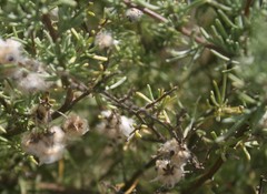 Eriocephalus brevifolius