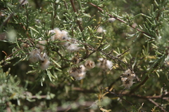 Eriocephalus brevifolius