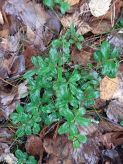 Vaccinium vitis-idaea