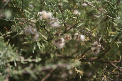 Eriocephalus brevifolius