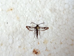 Pyropteron leucomelaenum