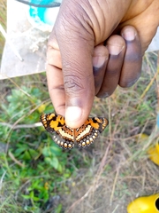 Byblia anvatara