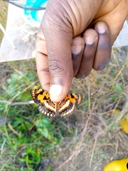 Byblia anvatara