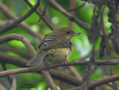 Diglossa albilatera