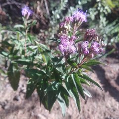 Chromolaena pulchella