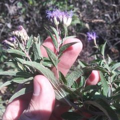 Chromolaena pulchella