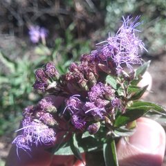 Chromolaena pulchella