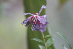 Cavendishia angustifolia