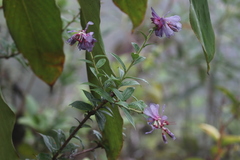 Cavendishia angustifolia