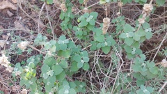 Marrubieae