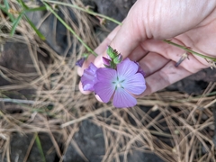 Sidalcea neomexicana
