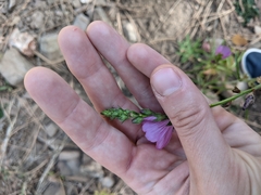 Sidalcea neomexicana