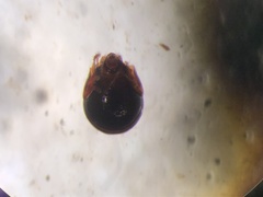 Galumnidae