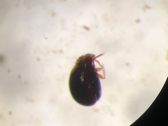 Galumnidae