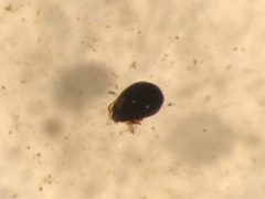 Galumnidae