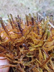 Scorpidium revolvens