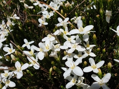 Lachnaea grandiflora