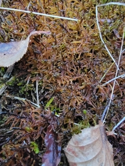 Scorpidium revolvens