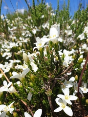 Lachnaea grandiflora
