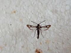 Pyropteron leucomelaenum