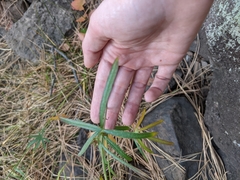 Sidalcea neomexicana