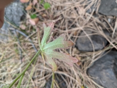 Sidalcea neomexicana