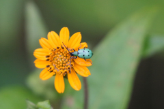 Diabrotica decempunctata