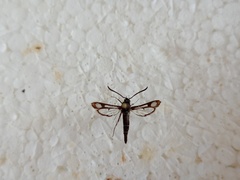 Pyropteron leucomelaenum