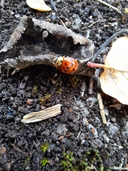 Harmonia axyridis
