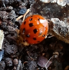 Harmonia axyridis