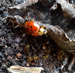 Harmonia axyridis