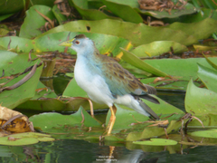 Porphyrio flavirostris