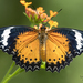 Mariposa Crisopa Leopardo - Photo (c) Mettalady Yeo, algunos derechos reservados (CC BY-NC), subido por Mettalady Yeo