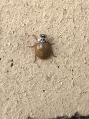 Harmonia axyridis