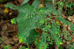 Phyllanthus cochinchinensis