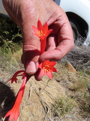 Cyrtanthus contractus