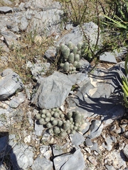 Coryphantha durangensis cuencamensis