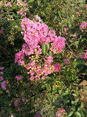 Lagerstroemia