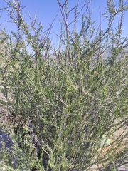 Forestiera angustifolia