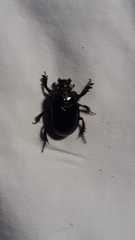 Ceratophyus hoffmannseggi