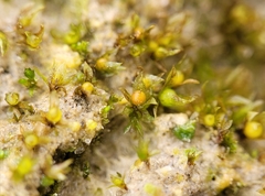 Physcomitrium patens