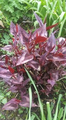 Persicaria microcephala