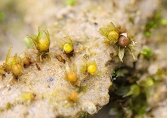 Physcomitrium patens