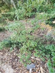 Rhododendron macrosepalum