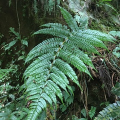Polystichum biaristatum