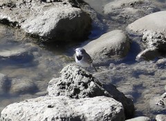 Motacilla alba