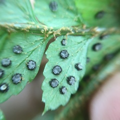 Polystichum biaristatum